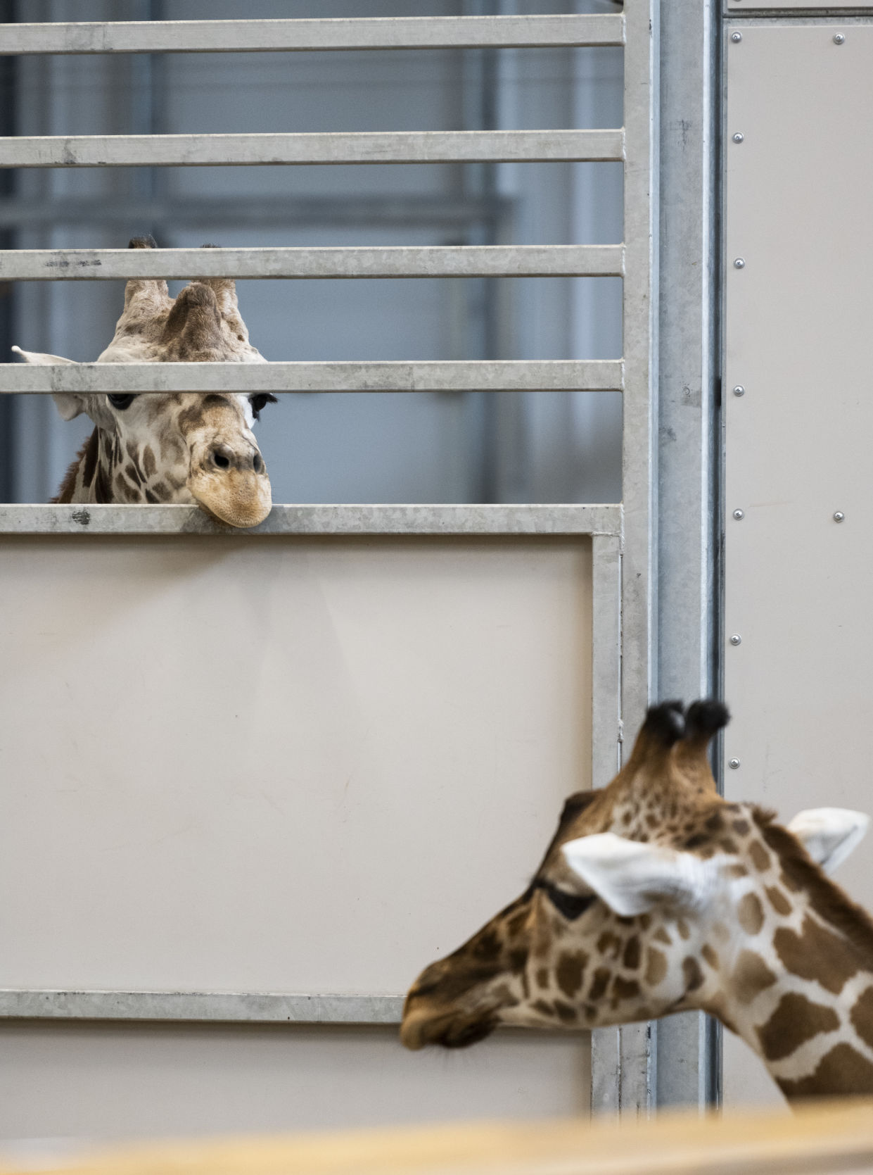 Giraffes, 05.24